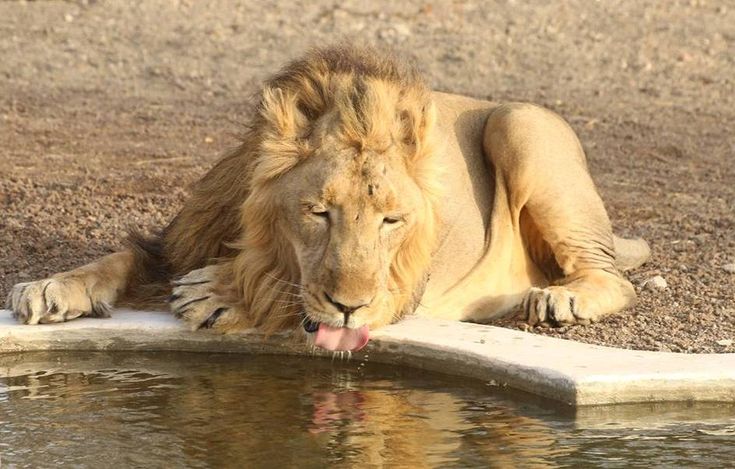 Sasan Gir – Lion kingdom